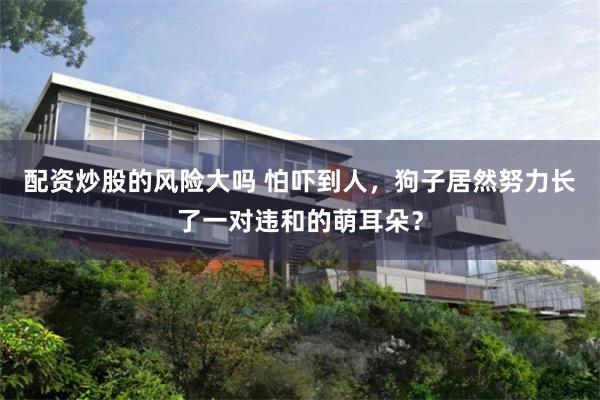 配资炒股的风险大吗 怕吓到人，狗子居然努力长了一对违和的萌耳朵？